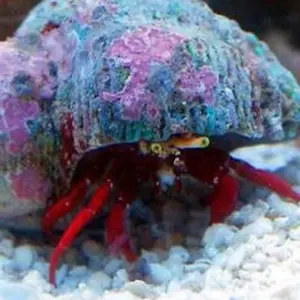 爆翔の六花 セマルグル 上位賞 3枚 参加賞 4枚 未開封 プロモ