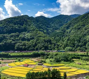 約8kg　南高梅　木熟　自然栽培　農薬・肥料不使用　大粒小粒MIX　山梨県産 約4kg 南高梅 木熟 自然栽培 農薬・肥料不使用 大粒小粒MIX 山梨
