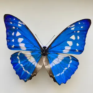 パルナシウス・アッコ・ヴァイロカナ（中国・青海省タングラ山、オス） パルナシウス・アッコ・ヴァイロカナ（中国・青海省タングラ山、オス