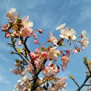 黄昏のアッコちゃん美品　ティファニー 名古屋ウィメンズマラソン 3枚セット 名古屋ウィメンズマラソン☆ティファニー10個セット - メルカリ