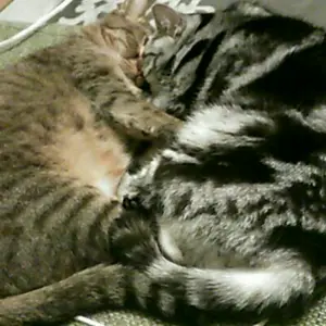 【猫ママ様限定】ニトリ　電動　リクライニングソファ　黒　3人掛け　取説付き 猫ママ様限定】ニトリ 電動 リクライニングソファ 黒 3人掛け 取