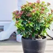 リギダ　ユッカ　太株 8号観葉植物 ドライガーデン① リギダ ユッカ 太株 8号観葉植物 ドライガーデン① - メルカリ