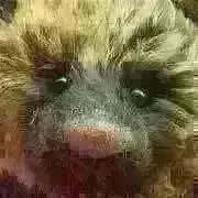 テディベア ※様専用】入園入学セット9点 シャチ柄 黒 - メルカリ
