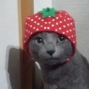 mm1012様 リクエスト 6点 まとめ商品 mm1012様 リクエスト 6点 まとめ商品 - メルカリ