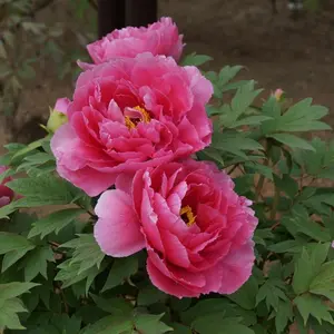 OLYMPUS CAMEDIA FE-46【動作確認OK】単3電池使用 - メルカリ