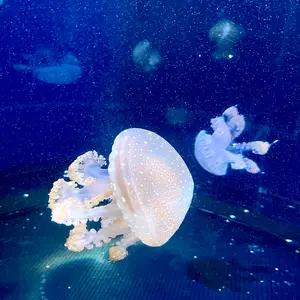 ＆TEAM ポップアップ EJ ウィジュ ラキドロ お月様 NEWS | &TEAM OFFICIAL SITE