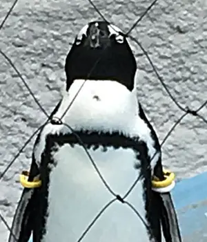 怪獣8号 ショウワノート おみくじ ブロッキー 保科 ジャンフェス ショウワノート 怪獣8号 おみくじ ブロッキー 保科