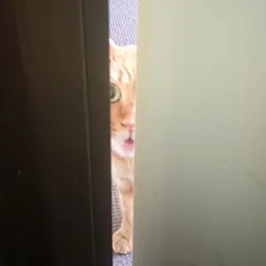 遊戯王 side：UNITY 約1800枚 まとめ売り - メルカリ