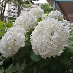 紫