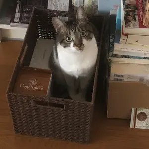 ARS10＋ ヴォルカニックデビル 1枚のみ レリーフ 完美品 - メルカリ