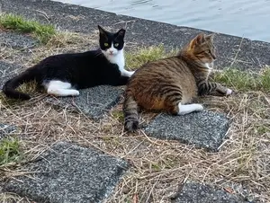 猫活　不幸な猫を救いたい！