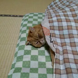 絶版】 四季のえほん はるですよ なつですよ あきですよ ふゆ