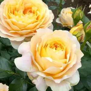 手編み♪ハマナカ　ランタナで、お花のグラデーションマフラー　かぎ針編み 手編み♪ハマナカ ランタナで、お花のグラデーションマフラー