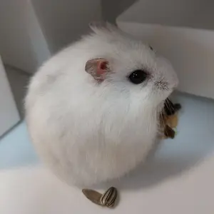 ハムスターロフト 専用ページ - メルカリ