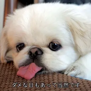 シナモン/サンリオ/フィリコ/ドランジェ/激レア - メルカリ