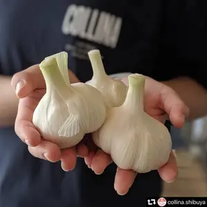 もみじ　土付き　L 3kg 青森県産にんにく　半生　半乾燥 福地村産 土付き L 3kg 青森県産にんにく 半生 半乾燥 夏坂ふぁ