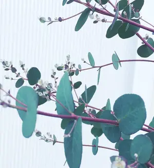 シゲ　Epiphone Sheraton II EB ソフトケース付属 シゲ様専用 Epiphone Sheraton II EB ソフトケース付属 - メルカリ