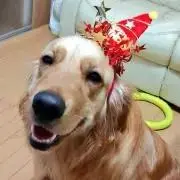 73【はなまま/ママ】ユリウスk9ハーネスにも対応♪ネームラベル