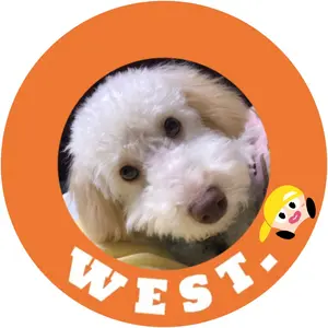 ジャニーズWEST MixedJuice ミックスジュース キャップ　オレンジ 希少】Mixed Juice オリジナルキャップ WEST 桐山照史 ミックス