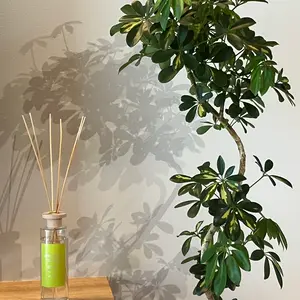 こもれび日和