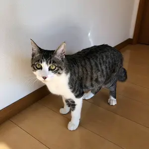 奈良県吉野山系吉野で採取りした天然物ツルニンジン酒5L入り