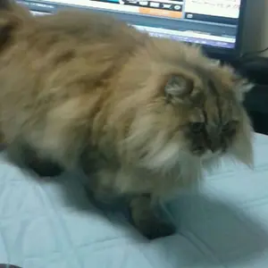 22時までKvkm様専用 guiltyguys スウェット サイズL 黒ピンク