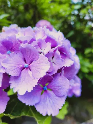 七五三七歳‼️lovelyピンクに花々金彩煌びやか安心セット - メルカリ