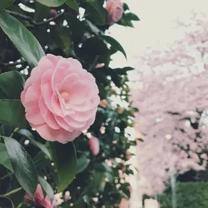 weverse ラキドロ ヒポチ 4枚 コンピ SEVENTEEN - メルカリ