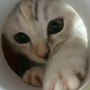 生ハム？様専用 デュエマ 青緑ハイパーエナジー微高レート