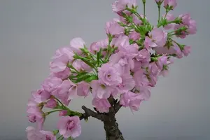 値下げ　希望価格承りますリンホーリン　オーバルドアチェスト　収納家具　希少　美品 値下げ 希望価格承りますリンホーリン オーバルドアチェスト