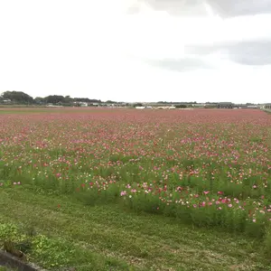 江戸川由利子 フジアキコ ウルトラマン アクリルスタンド 怪獣百花 怪獣百花アクリルスタンド_江戸川由利子+フジ・アキコ | NEST+