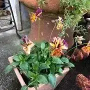 haluluca29様ご売約】478 民芸 工芸 行燈皿 2枚・猿置物・漆器