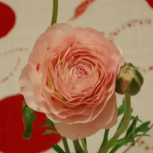サルート　03g　スリップ M-80　KO　日本の花嫁 サルート 03g スリップ M-80 KO 日本の花嫁 - メルカリ