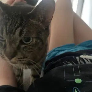 抹茶