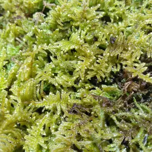 天然 上質 ハイゴケ 10トレー 苔 苔玉 苔リウム 苔テラリウム