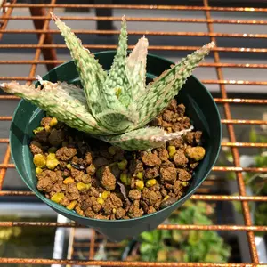 【自家採取】グラキリス種子 100粒 種子]パキポディウム グラキリス 90%以上発芽 10粒を販売中 2023