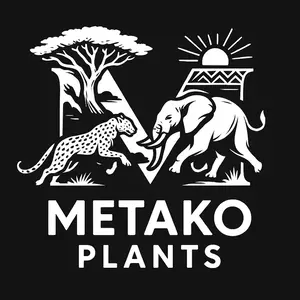 や*ん様 K10 コミフォラ ピュア カタフ ソマリア 現地株 大株L