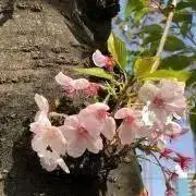 いたずらビリーとほしワッペン - メルカリ
