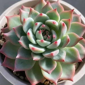 i 多肉植物 葉っぱセット - メルカリ