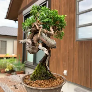 五葉松 (石槌五葉松) [半懸崖] 小品盆栽 - メルカリ