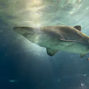 カモフラ デフォ センラ セット - メルカリ