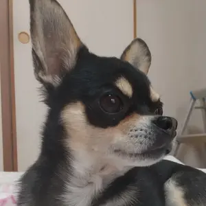まめちゃん(Ｕ＾ω＾)