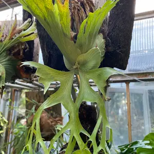 雪月花様確認用　Blue diamondビカクシダ胞子培養子株12株 雪月花様確認用 Blue diamondビカクシダ胞子培養子株12株 - メルカリ