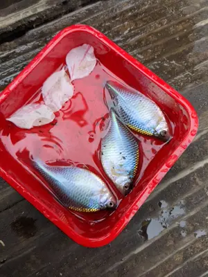 鹿の角 エゾシカ 角 【大小詰合わせ】 1kg 端材 アクセサリー