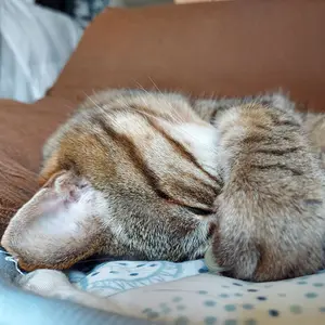 ともこも