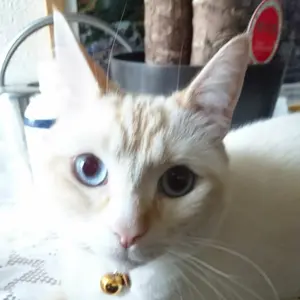 みるみるみるく