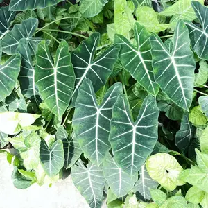 anthurium pulverulentum アンスリウム原種 養生済 - メルカリ