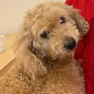 YE4。2本 弱酸性 ベルジュバンス ヘアカラー 白髪染め
