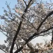 ヴィンテージ オールドフラワースタッズ クリアストーン 34inch