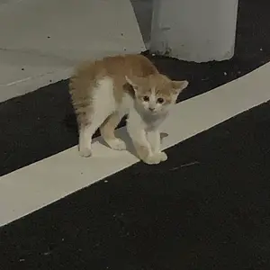 レ*エ様 カナザワのピカチュウ カナザワのピカチュウ【P】{144/S-P}